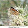 aricia agestis female1